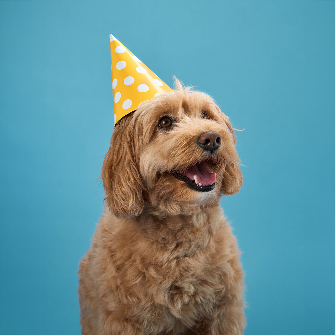 Gifts For Pets & Owners