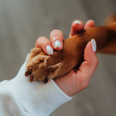 For Pets & Owners