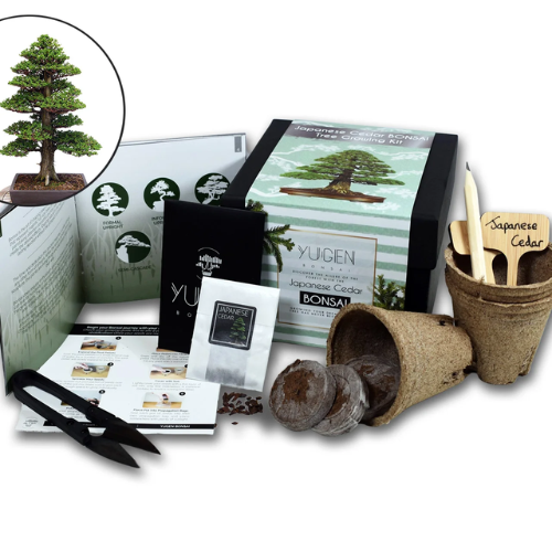 Japanese Maple Bonsai Tree Growing Kit
