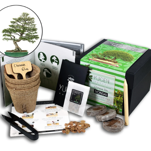 Japanese Maple Bonsai Tree Growing Kit