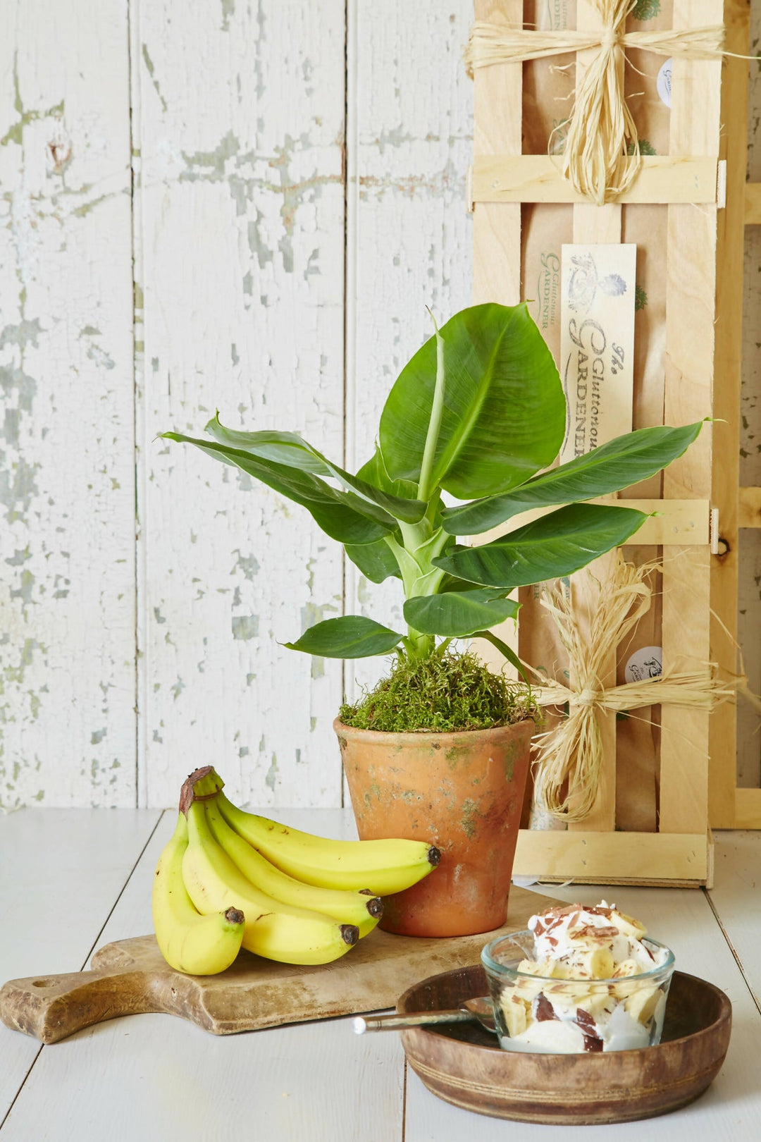 Tropical Banana Tree Plant Gift