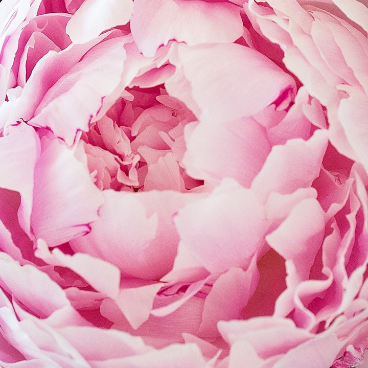 Peonies Bouquet