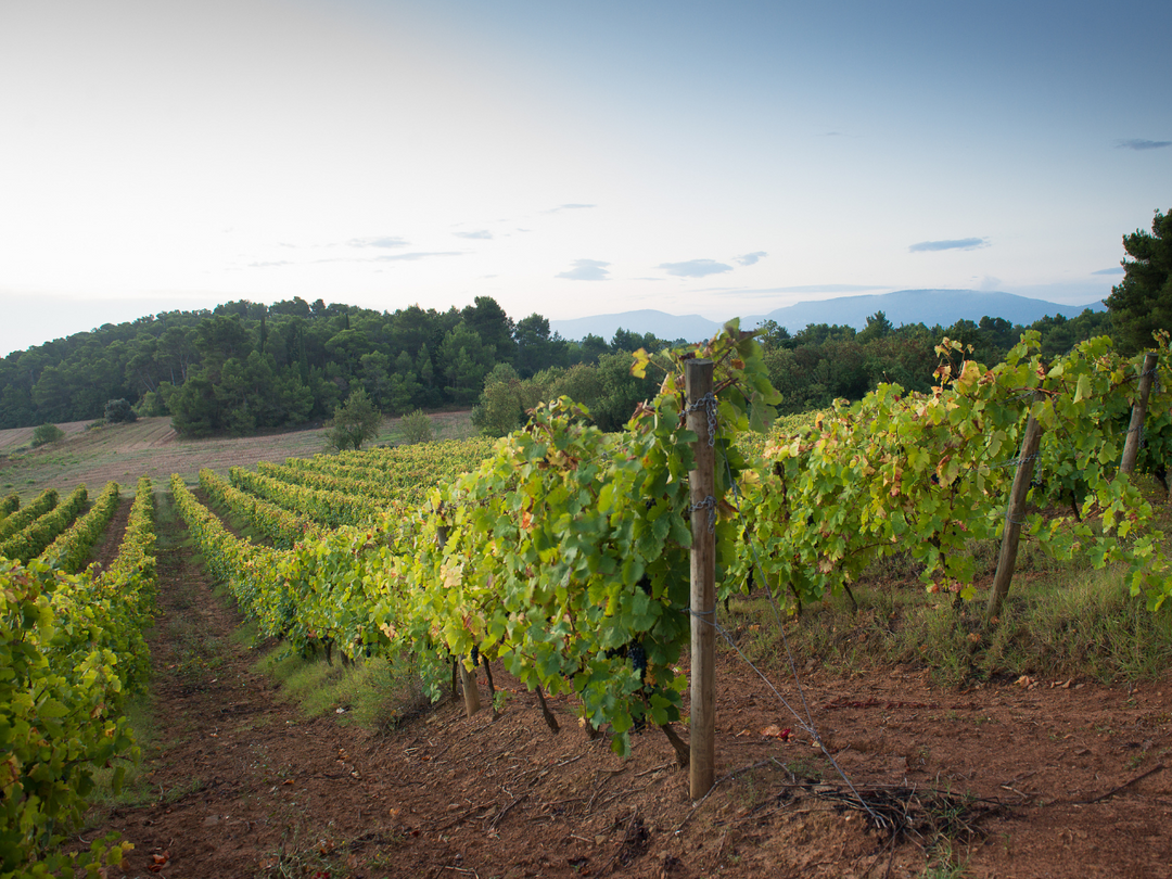Merlot 2023 - Languedoc-Roussillon Fruity Wine