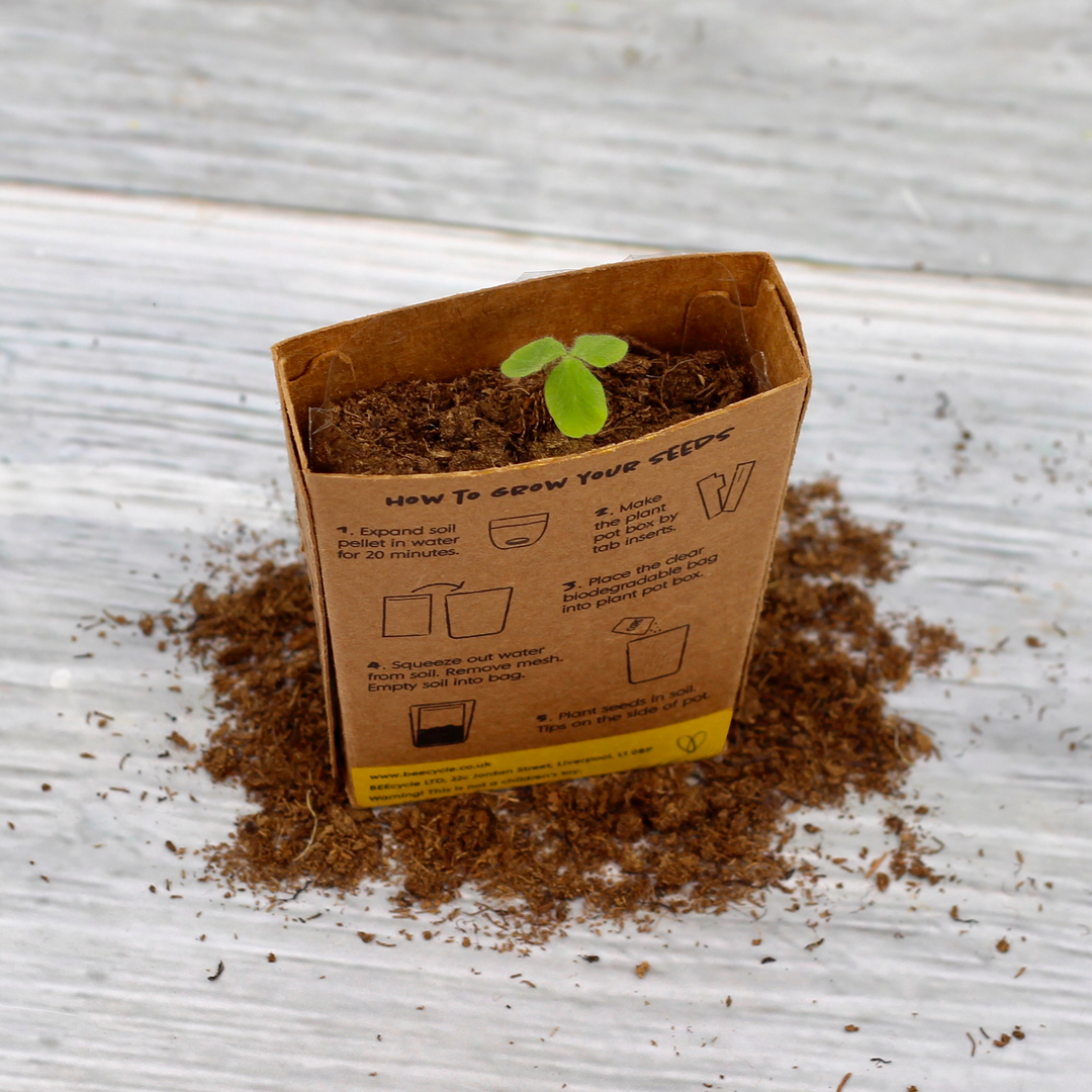 Hot Stuff Chilli Grow Pot Kit