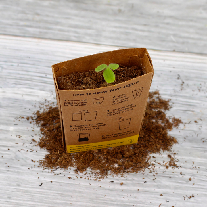 Hot Stuff Chilli Grow Pot Kit