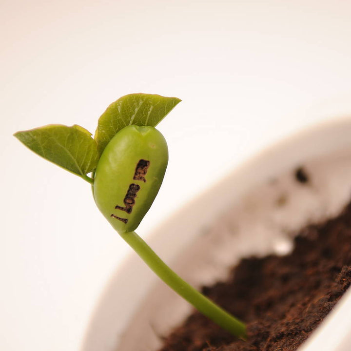 Pack Of Five Message Beanstalk Seeds