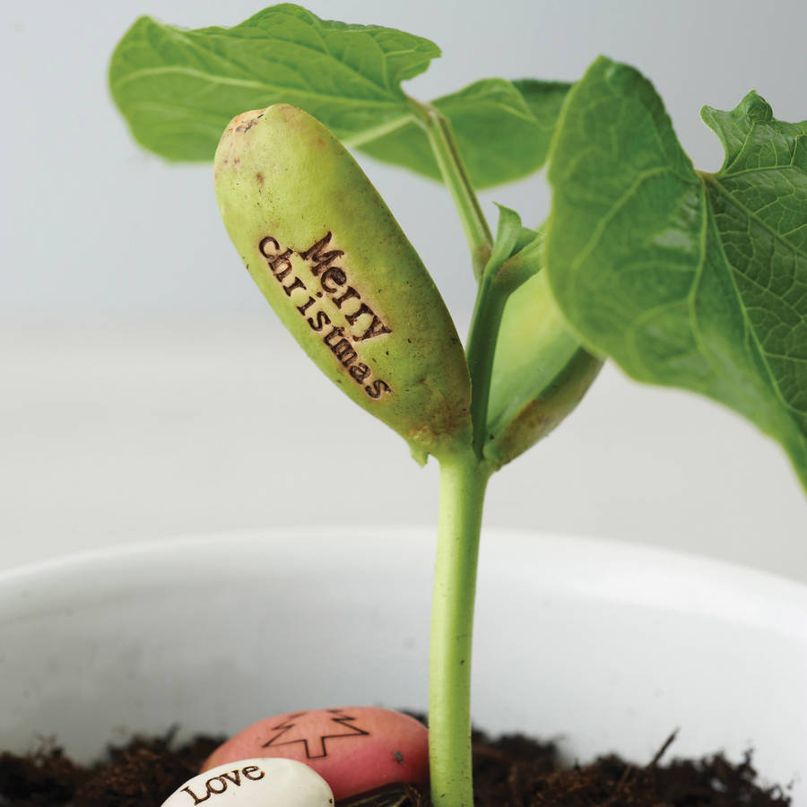 Pack Of Five Message Beanstalk Seeds