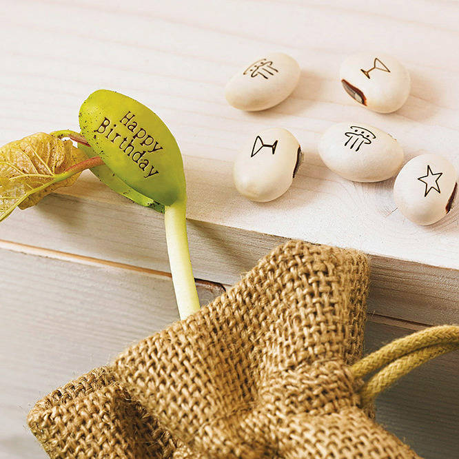 Pack Of Five Message Beanstalk Seeds