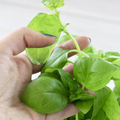 Personalised 'Don't Kill Me' Basil Jar Grow Kit