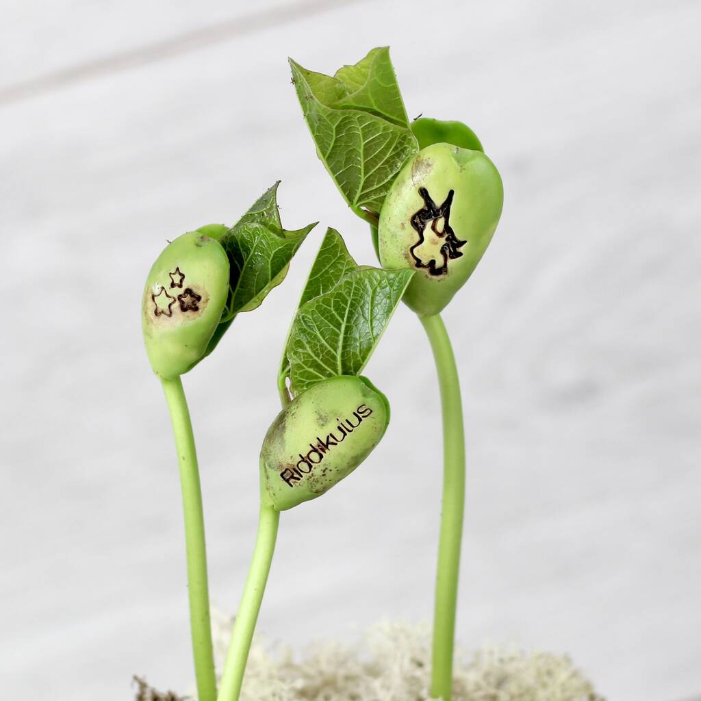 Magic Wizard Bean Grow Set