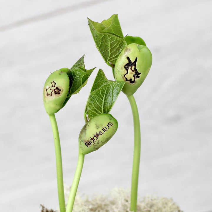 Magic Wizard Bean Grow Set