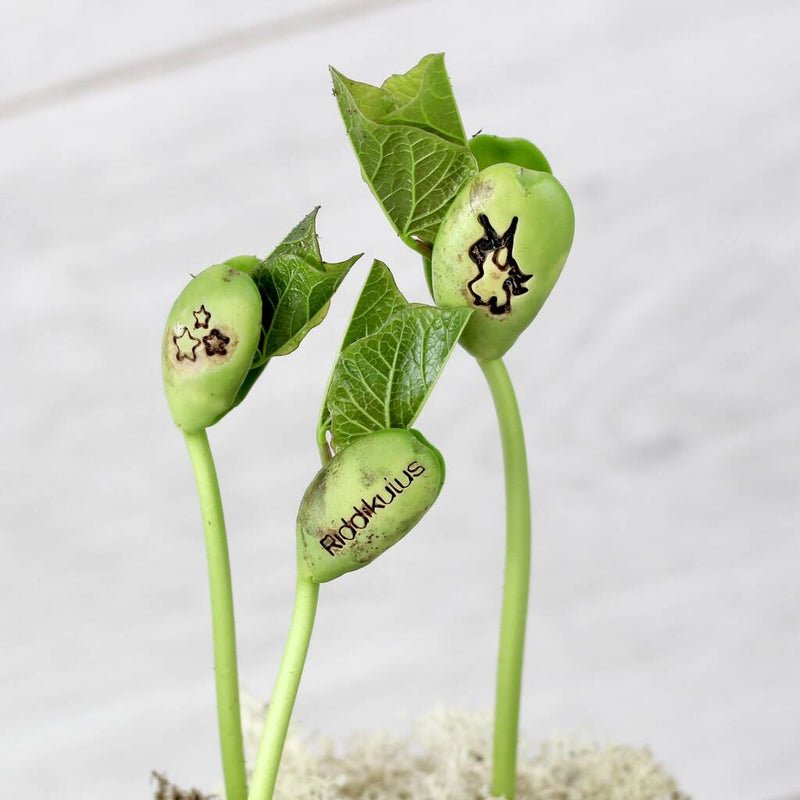 Magic Wizard Bean Grow Set