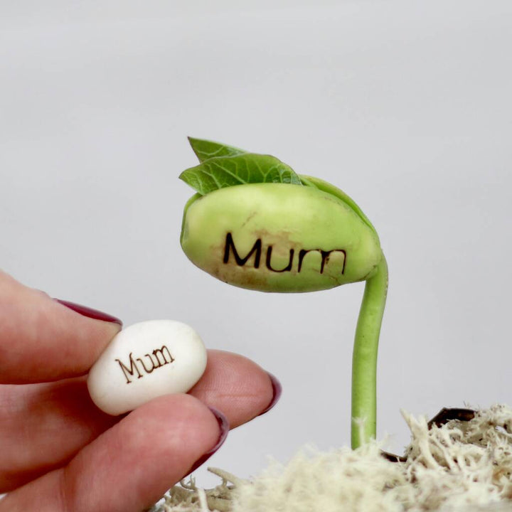 Pack Of Five Message Beanstalk Seeds