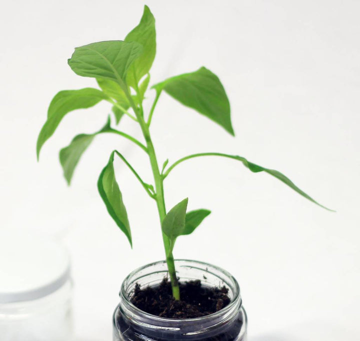Personalised 'Don't Kill Me' Chilli Jar Grow Kit