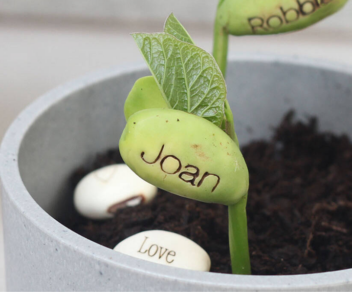 Pack Of Five Message Beanstalk Seeds