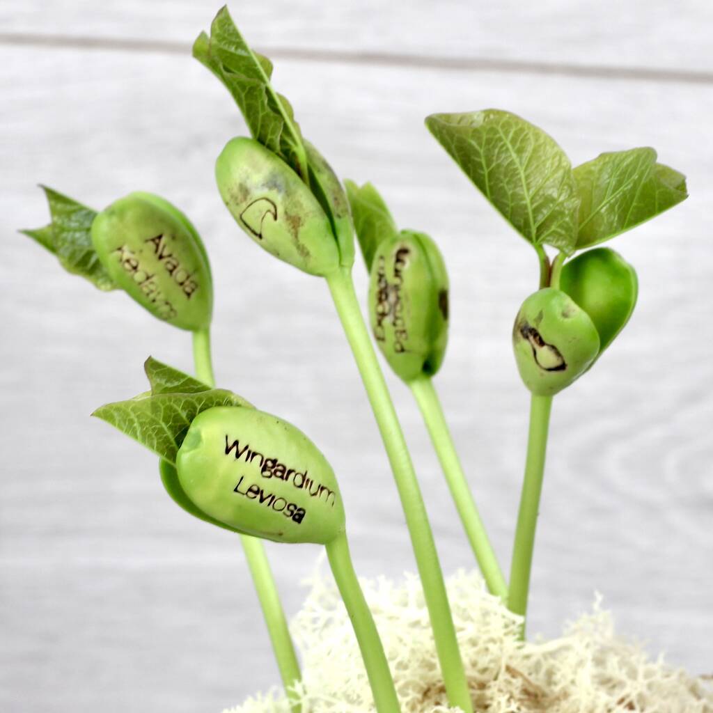 Magic Wizard Bean Grow Set