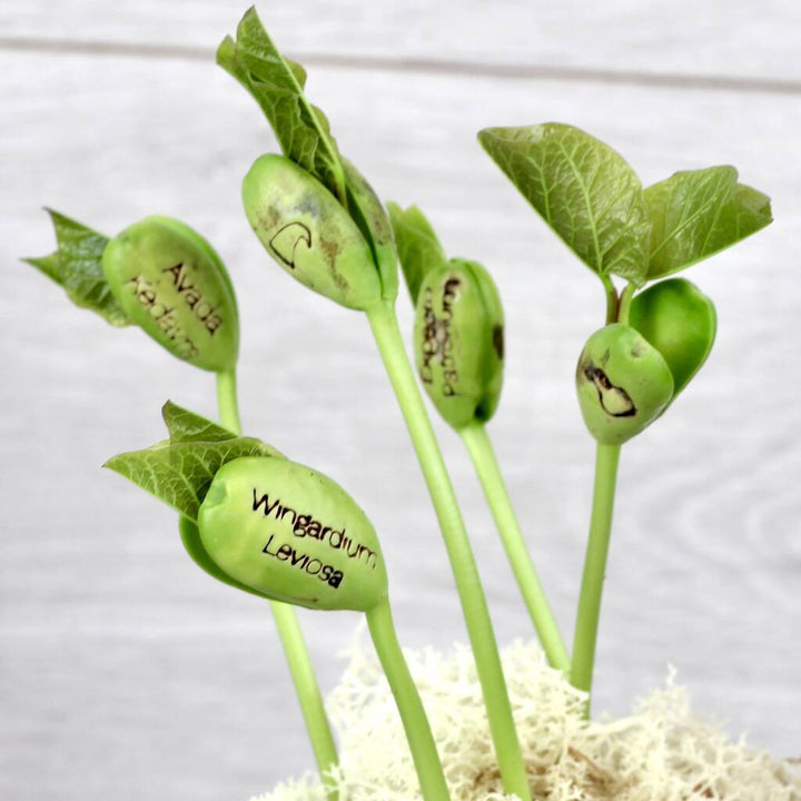 Magic Wizard Bean Grow Set