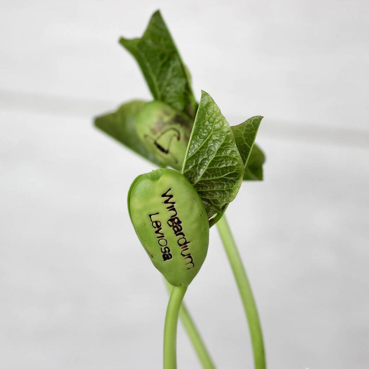 Magic Wizard Bean Grow Set