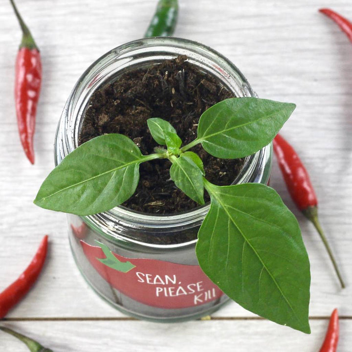 Personalised 'Don't Kill Me' Chilli Jar Grow Kit