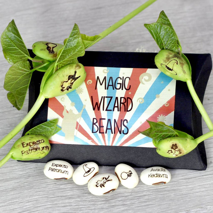 Magic Wizard Bean Grow Set