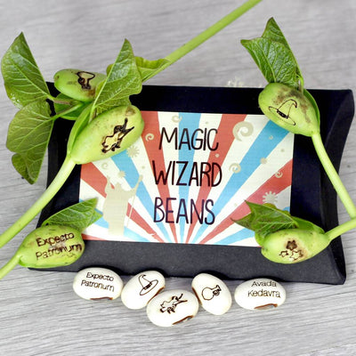 Magic Wizard Bean Grow Set