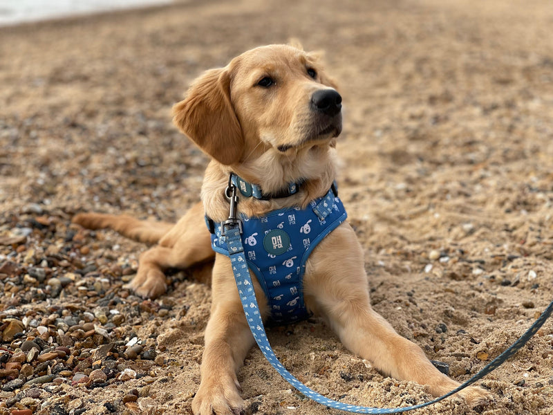 Eco-Friendly Dog Collars l Made from 100% Recycled Plastic