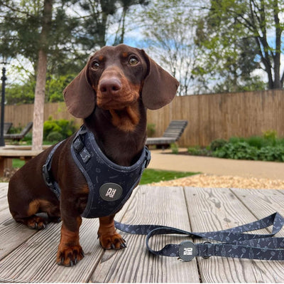 Eco-Friendly Dog Leads l Leash made from 100% Recycled Plastic Bottles