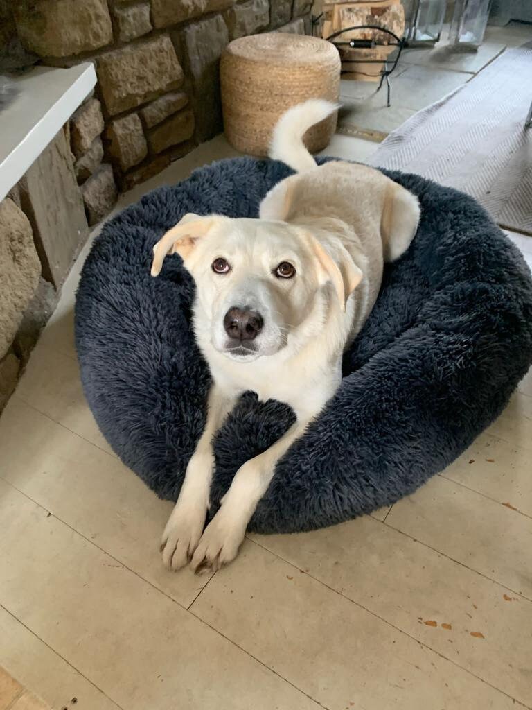 ECO Donut Shaped Fluffy Dog Bed