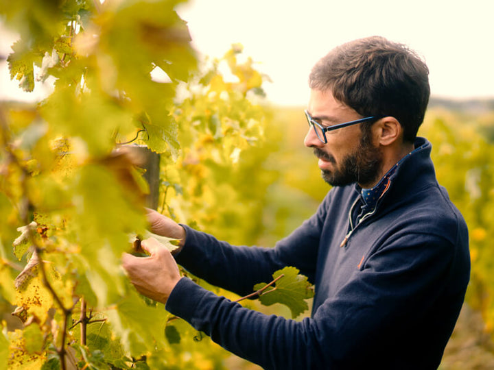 Sauvignon Blanc: French Elegance