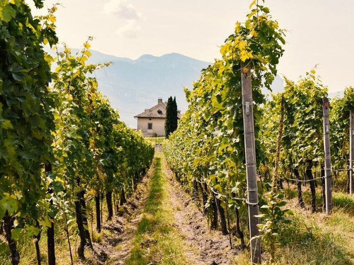 Sauvignon Blanc: French Elegance
