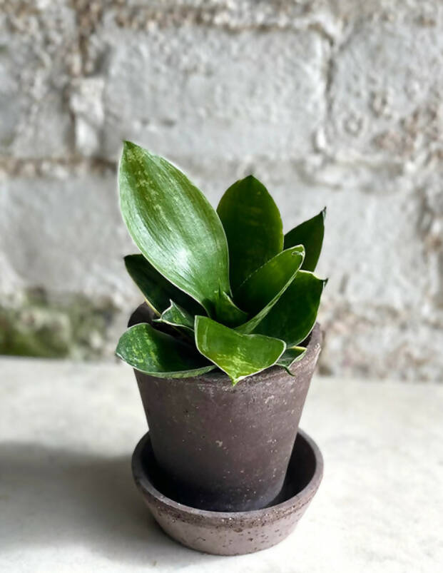 Fresh Beginnings- Small Plants with Pot & Tray