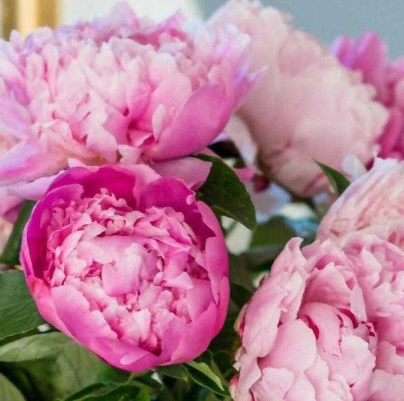 Fresh Handmade Peonies Bouquet