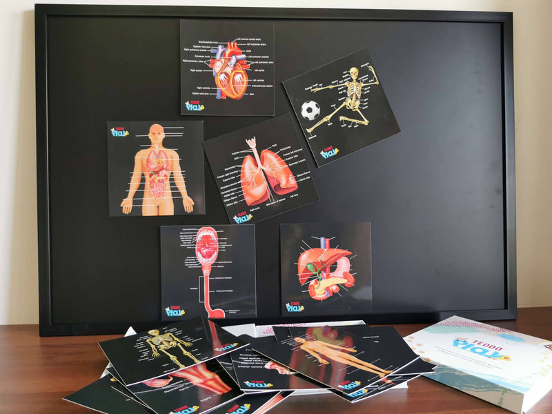 Complete Human Anatomy Set Our Bodies Inside And Out Science for Kids Biology Organs, Skeletal System Educational Resources Homeeducation