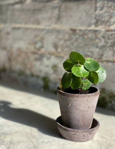 Fresh Beginnings- Small Plants with Pot & Tray