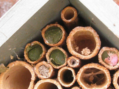 Single Tier Bee Hotel, Insect House, Wildlife House. Can be personalised