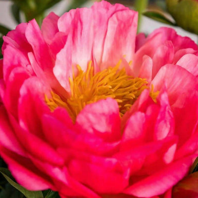 Fresh Handmade Peonies Bouquet