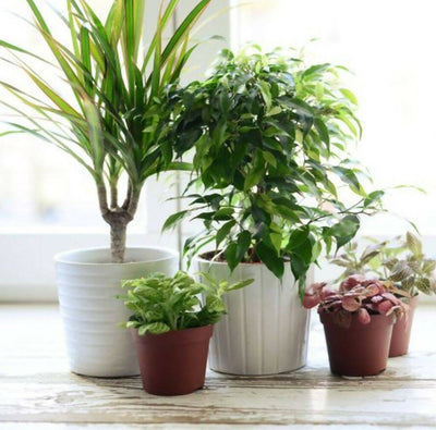 House Plant Subscription Three Months