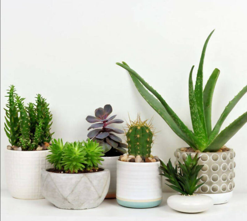 House Plant Subscription Three Months