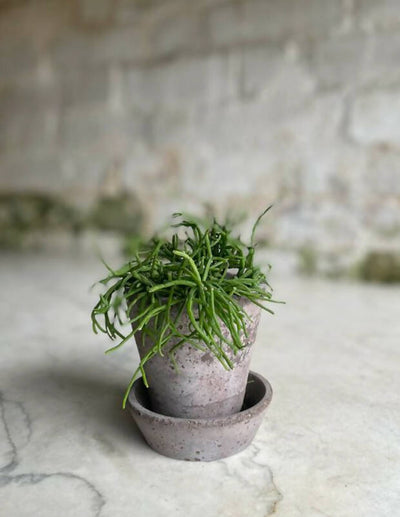 Fresh Beginnings- Small Plants with Pot & Tray