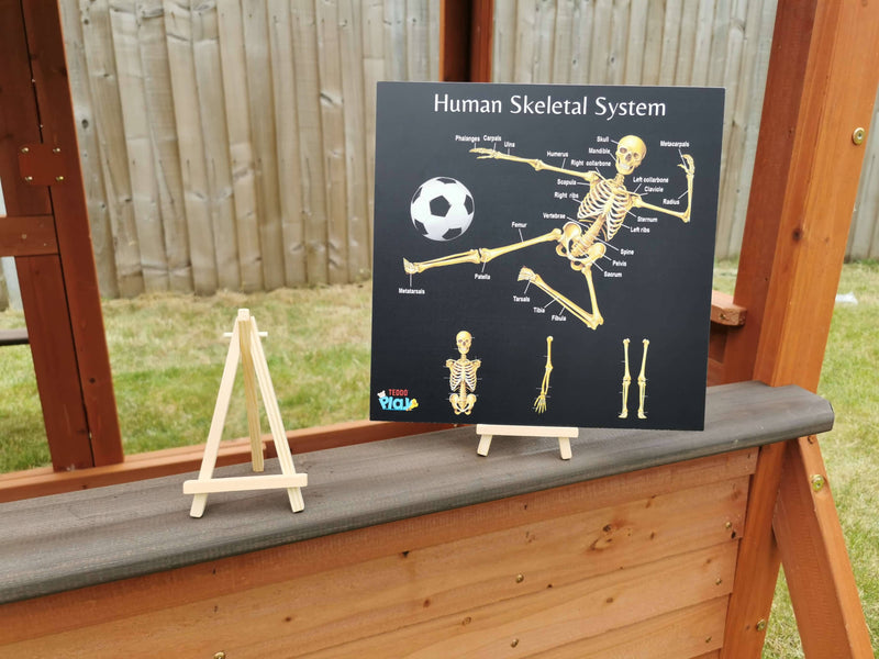 Human Anatomy and Human Skeletal System Portable Educational Poster Board (Large: 30x30cm) + Free Wooden Display Stand