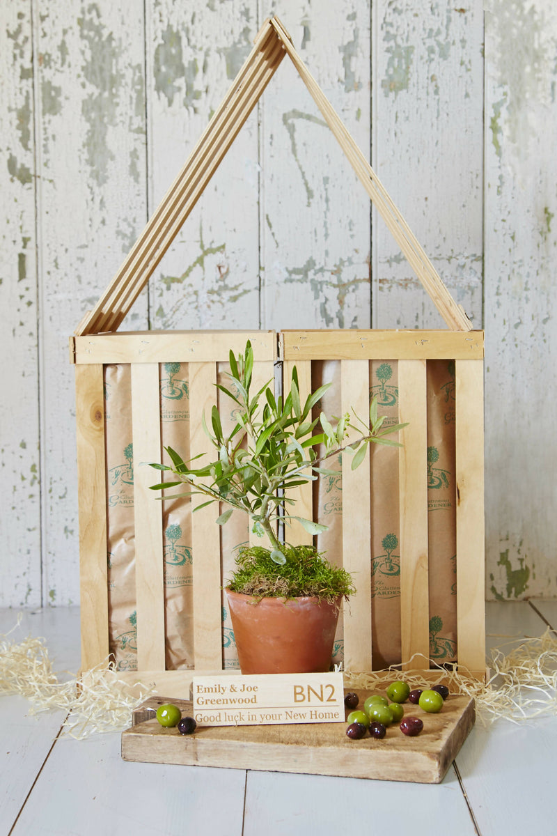 New Home Olive Tree Gift