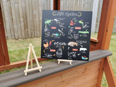 4-in-1 Life Cycles Portable Educational Poster Board (Large: 30x30cm) + Free Wooden Display Stand