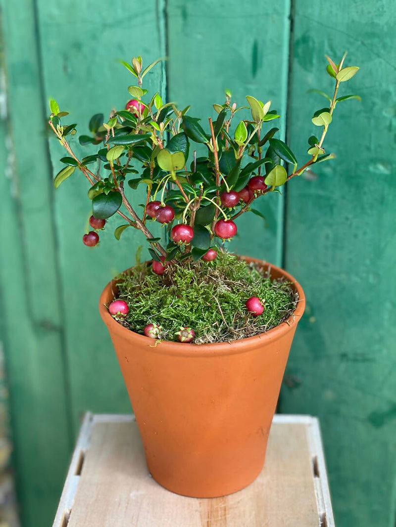Strawberry Guava Gardening Gift
