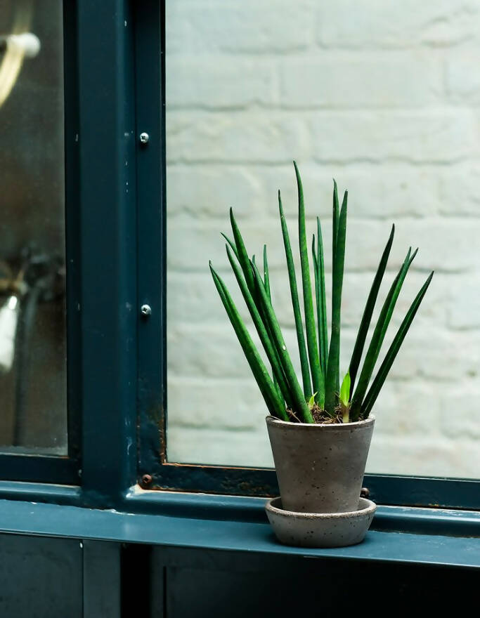 Fresh Beginnings- Small Plants with Pot & Tray