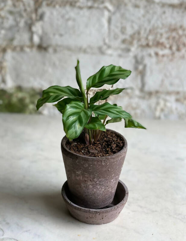 Fresh Beginnings- Small Plants with Pot & Tray