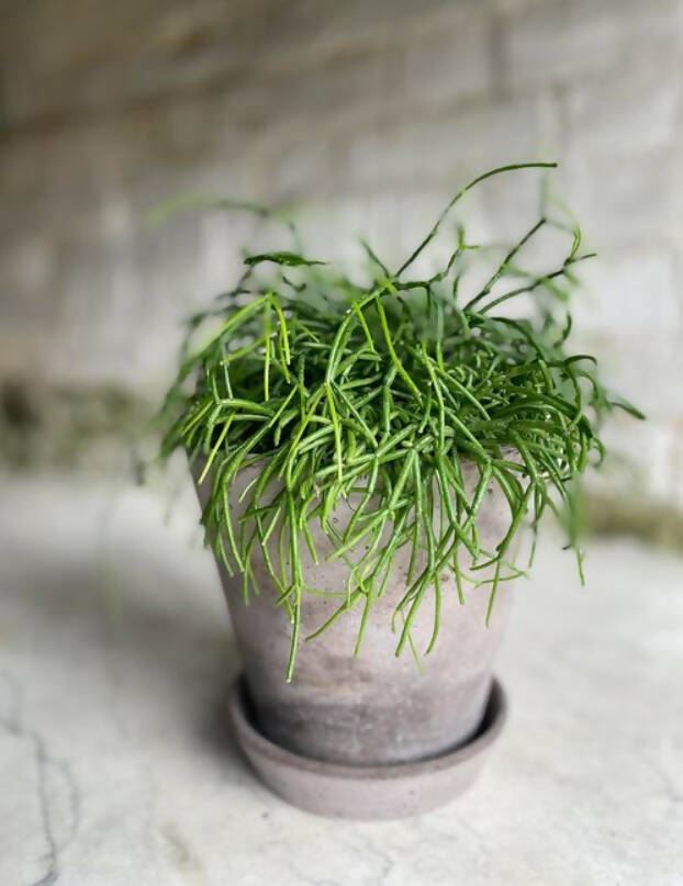 Desk Brightners - Medium Plants with Pot & Tray