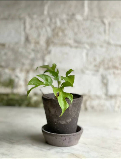 Fresh Beginnings- Small Plants with Pot & Tray