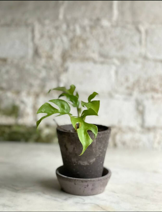 Fresh Beginnings- Small Plants with Pot & Tray