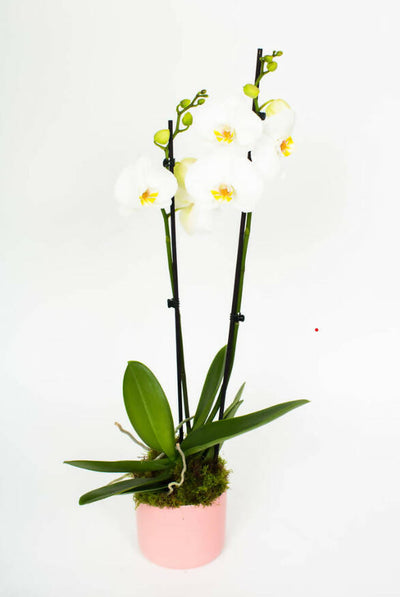 Phalaenopsis Orchid Plant With Ceramic Pot