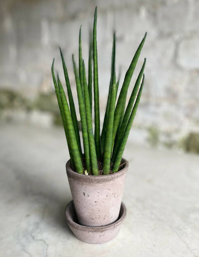 Fresh Beginnings- Small Plants with Pot & Tray